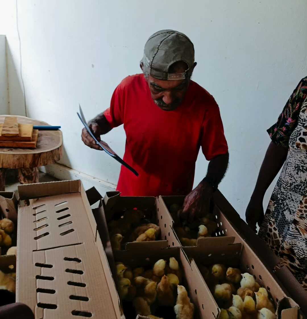Camacã: Prefeitura distribui cerca de 1.300 pintainhos para produtores do Programa Criação de Galinha Caipira